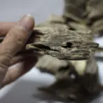 沈香チップ